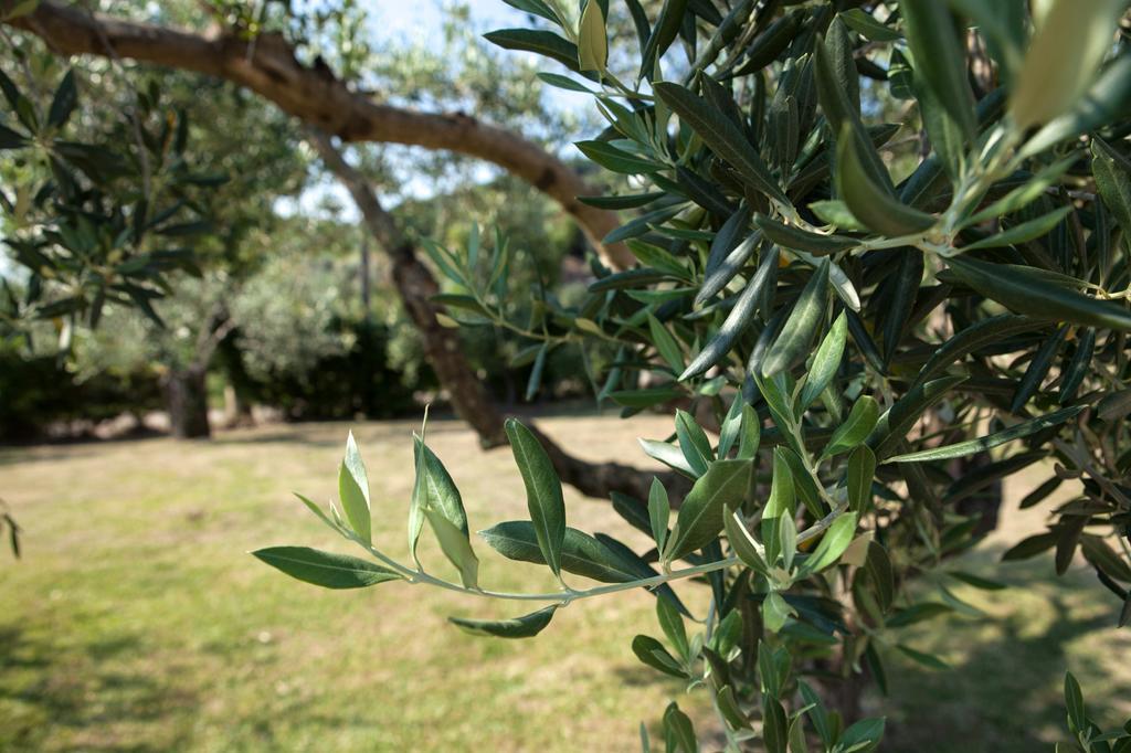 Agriturismo La Molara 세사 아우룬카 외부 사진